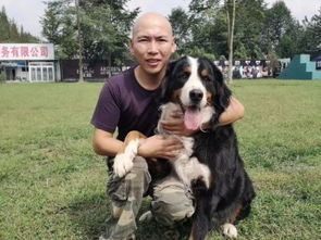 專業(yè)訓(xùn)狗，成就非凡 成都勇軍訓(xùn)犬基地的服務(wù)與價值